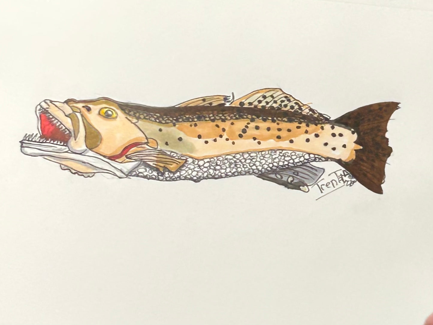 I Draw Your Catch